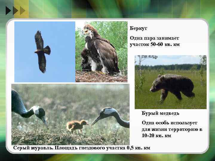 Беркут Одна пара занимает участок 50 -60 кв. км Бурый медведь Одна особь использует