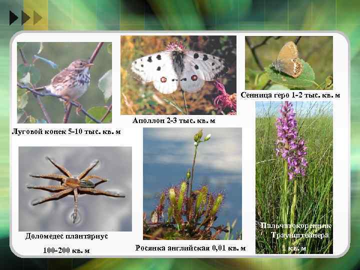 Сенница геро 1 -2 тыс. кв. м Аполлон 2 -3 тыс. кв. м Луговой