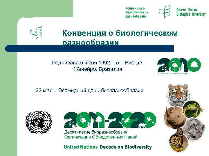 Конвенция 1992. Конвенция о биологическом разнообразии 1992 г. Конвенция о биологическом разнообразии 1992 г цели. Международную конвенцию по охране биологического разнообразия.. 5 Июня 1992 конвенция о биологическом разнообразии.