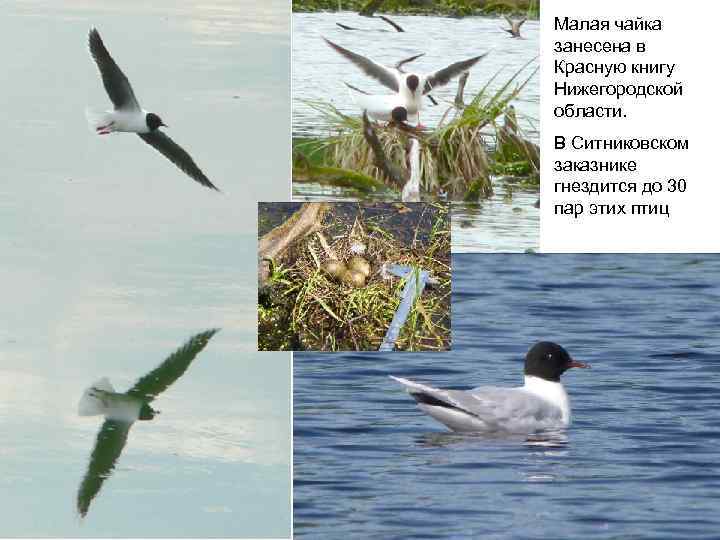 Малая чайка занесена в Красную книгу Нижегородской области. В Ситниковском заказнике гнездится до 30