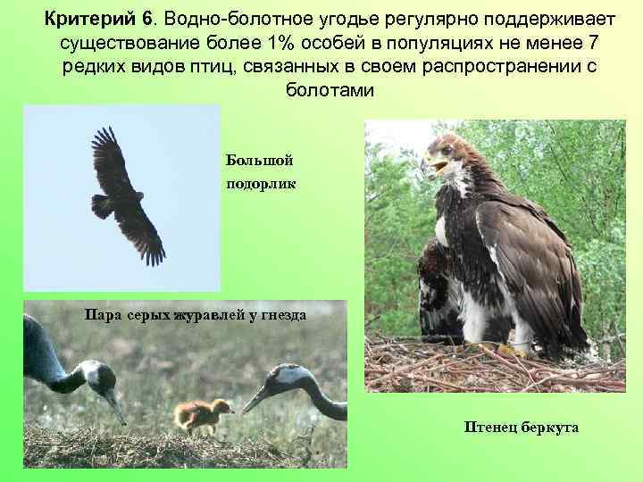 Критерий 6. Водно-болотное угодье регулярно поддерживает существование более 1% особей в популяциях не менее