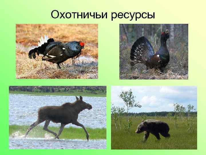 Охотничьи ресурсы 