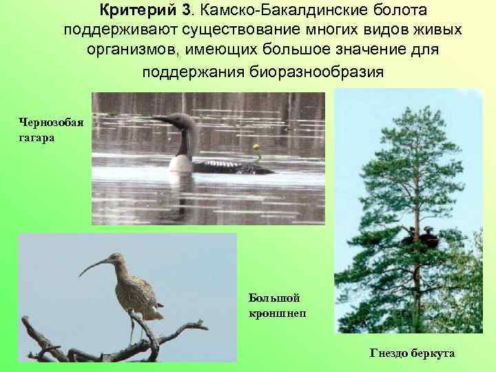 Критерий 3. Камско-Бакалдинские болота поддерживают существование многих видов живых организмов, имеющих большое значение для