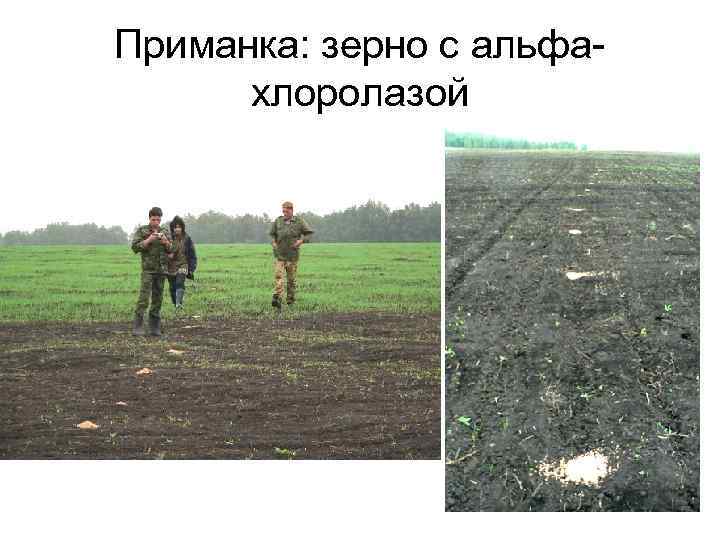 Приманка: зерно с альфахлоролазой 