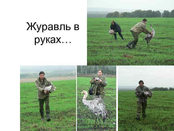 Журавль в руках… 