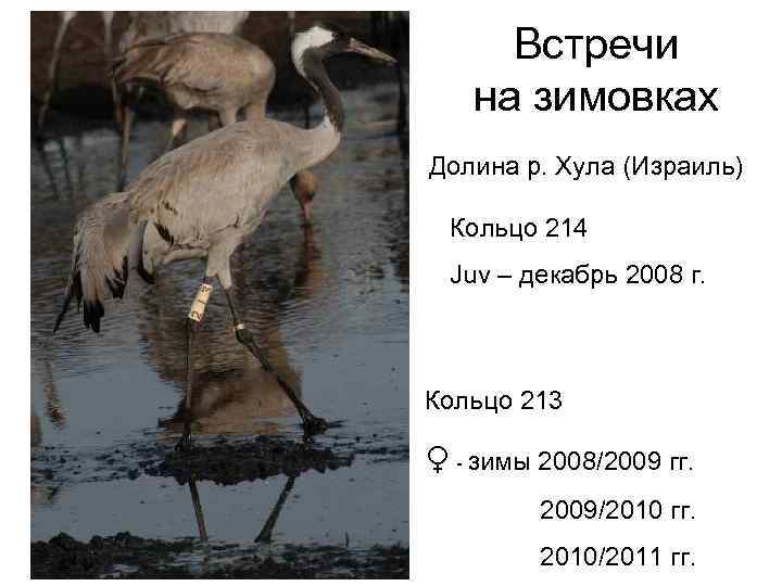 Встречи на зимовках Долина р. Хула (Израиль) Кольцо 214 Juv – декабрь 2008 г.