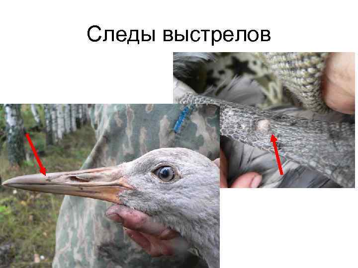 Следы выстрелов 