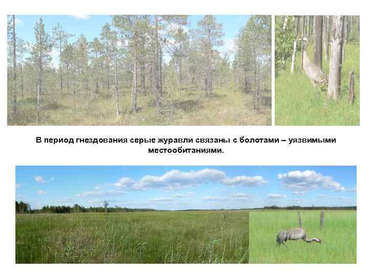 В период гнездования серые журавли связаны с болотами – уязвимыми местообитаниями. 