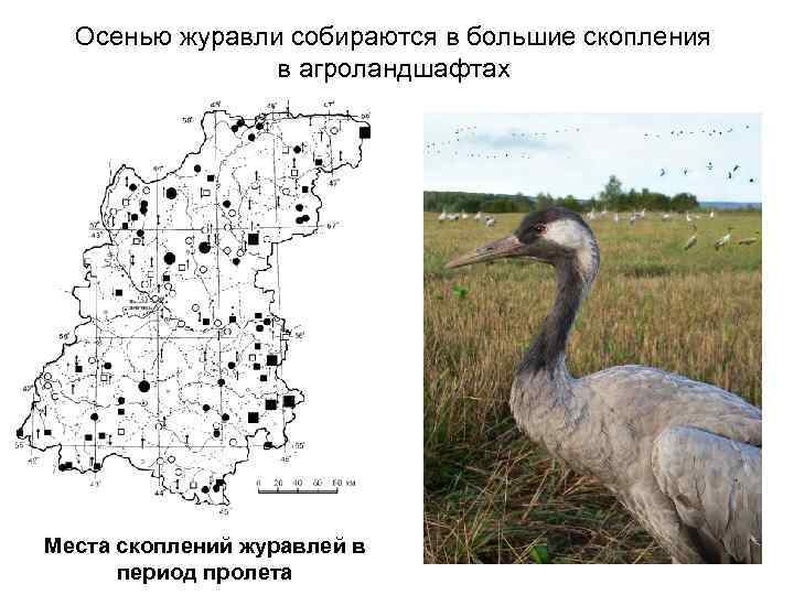 Осенью журавли собираются в большие скопления в агроландшафтах Места скоплений журавлей в период пролета