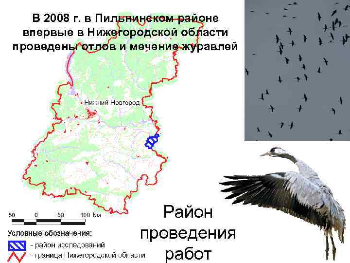 В 2008 г. в Пильнинском районе впервые в Нижегородской области проведены отлов и мечение