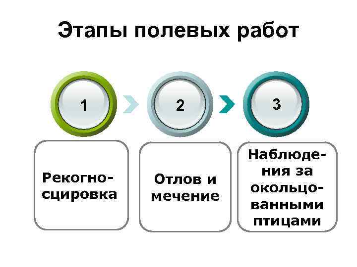 Этапы полевых работ 1 Рекогносцировка 2 Отлов и мечение 3 Наблюдения за окольцованными птицами