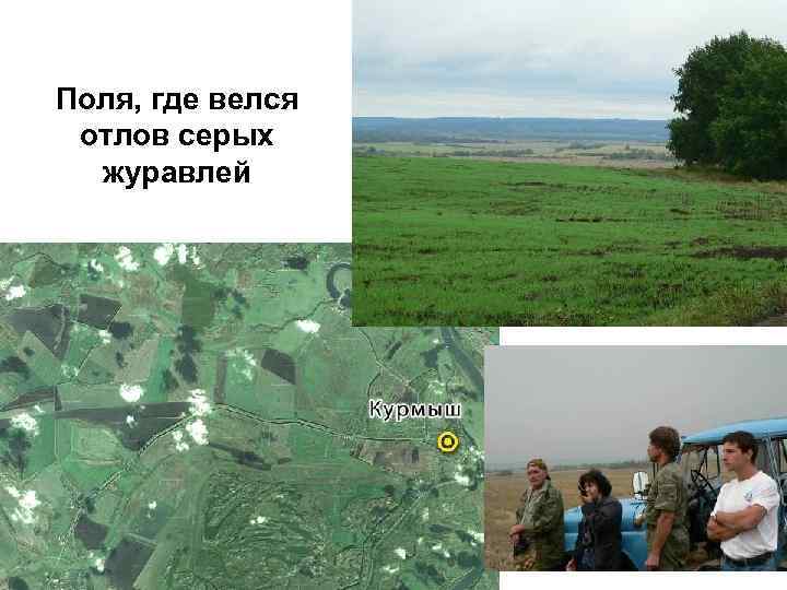 Поля, где велся отлов серых журавлей 