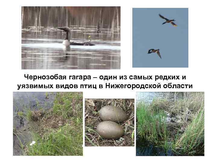 Чернозобая гагара – один из самых редких и уязвимых видов птиц в Нижегородской области