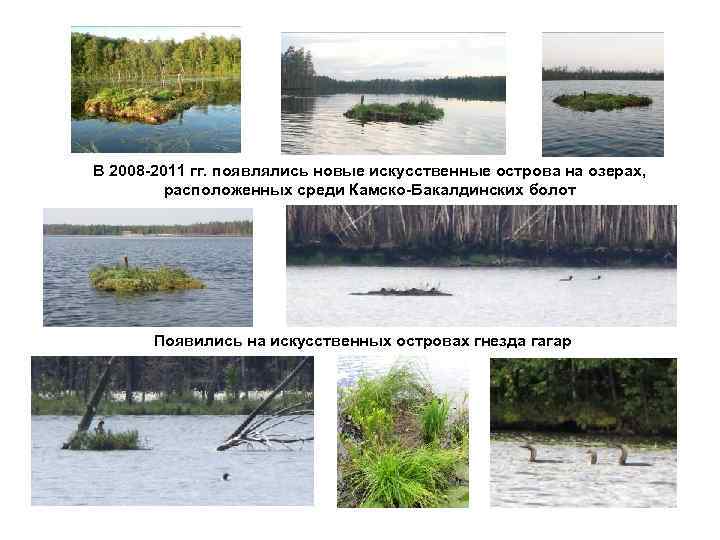 В 2008 -2011 гг. появлялись новые искусственные острова на озерах, расположенных среди Камско-Бакалдинских болот
