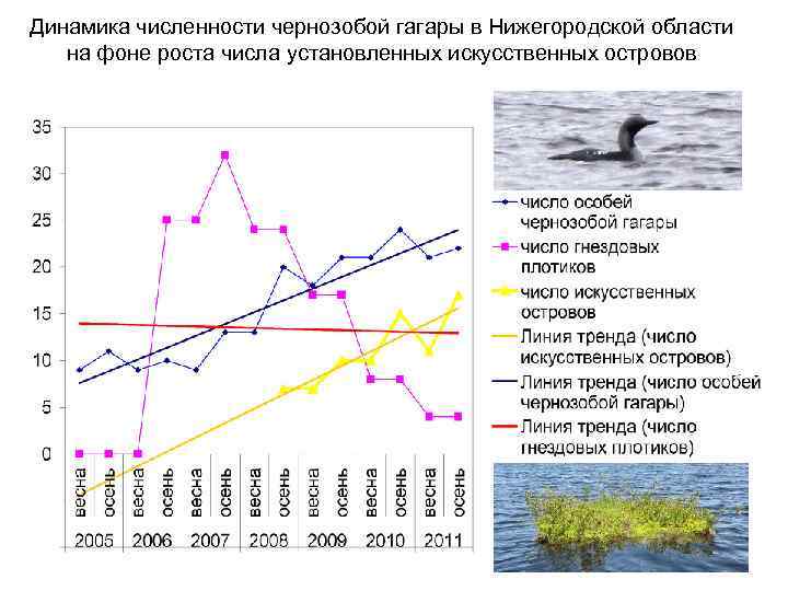 Динамика численности чернозобой гагары в Нижегородской области на фоне роста числа установленных искусственных островов