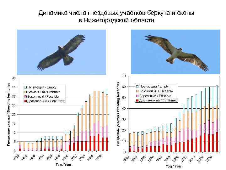 Динамика числа гнездовых участков беркута и скопы в Нижегородской области 