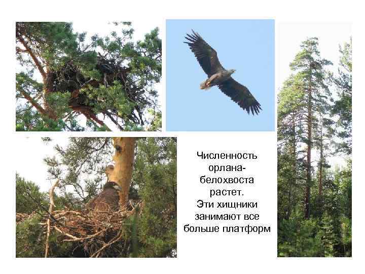 Численность орланабелохвоста растет. Эти хищники занимают все больше платформ 