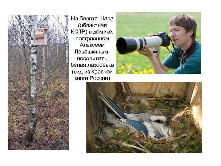 На болоте Шава (областная КОТР) в домике, построенном Алексеем Левашкиным, поселилась белая лазоревка (вид