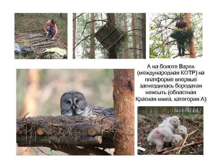 А на болоте Варех (международная КОТР) на платформе впервые загнездилась бородатая неясыть (областная Красная