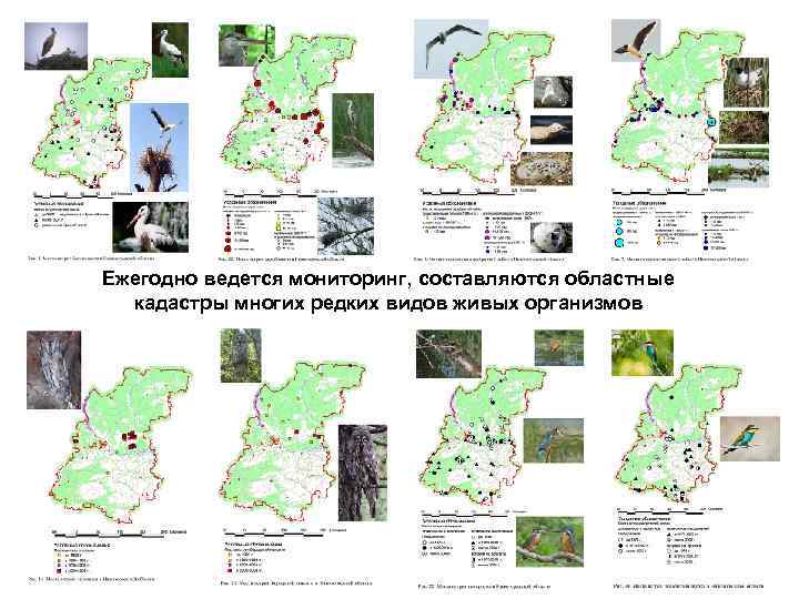 Ежегодно ведется мониторинг, составляются областные кадастры многих редких видов живых организмов 