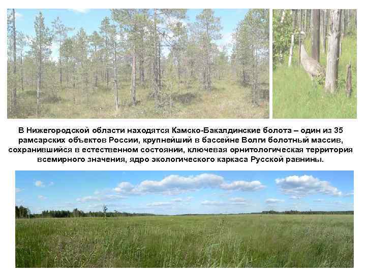 В Нижегородской области находятся Камско-Бакалдинские болота – один из 35 рамсарских объектов России, крупнейший