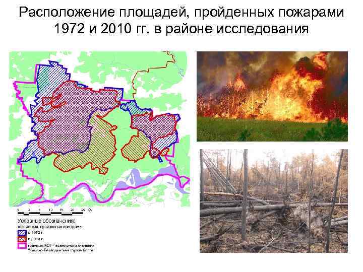 Расположение площадей, пройденных пожарами 1972 и 2010 гг. в районе исследования 