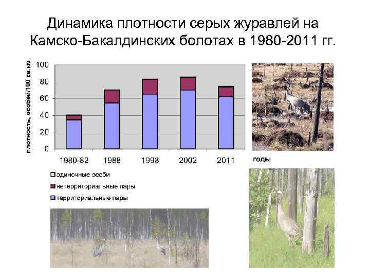 Динамика плотности серых журавлей на Камско-Бакалдинских болотах в 1980 -2011 гг. 