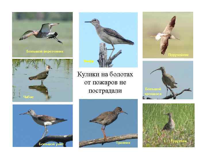 Большой веретенник Поручейник Фифи Кулики на болотах от пожаров не пострадали Чибис Большой улит