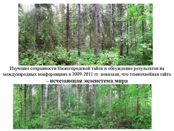 Изучение сохранности Нижегородской тайги и обсуждение результатов на международных конференциях в 2009 -2011 гг.
