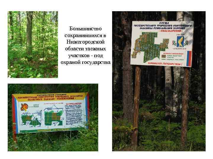 Большинство сохранившихся в Нижегородской области таежных участков - под охраной государства 