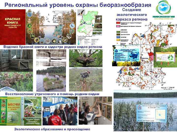 Региональный уровень охраны биоразнообразия Создание экологического каркаса региона Ведение Красной книги и кадастра редких