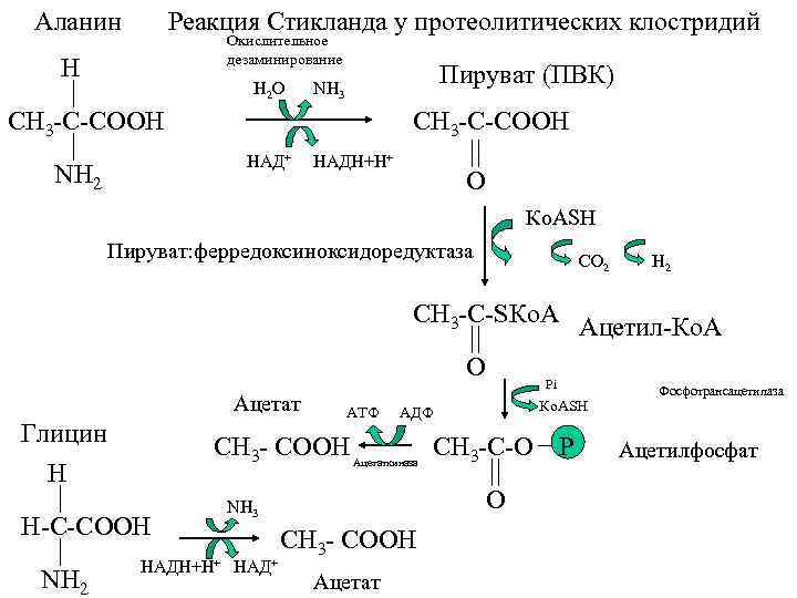 Аланин Реакция Стикланда у протеолитических клостридий Окислительное дезаминирование Н Н 2 О Пируват (ПВК)