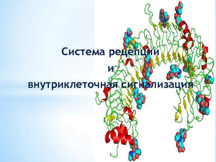 Система рецепции и внутриклеточная сигнализация 