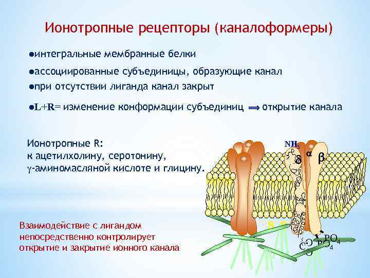 Ионотропные рецепторы (каналоформеры) ●интегральные мембранные белки ●ассоциированные субъединицы, образующие канал ●при отсутствии лиганда канал