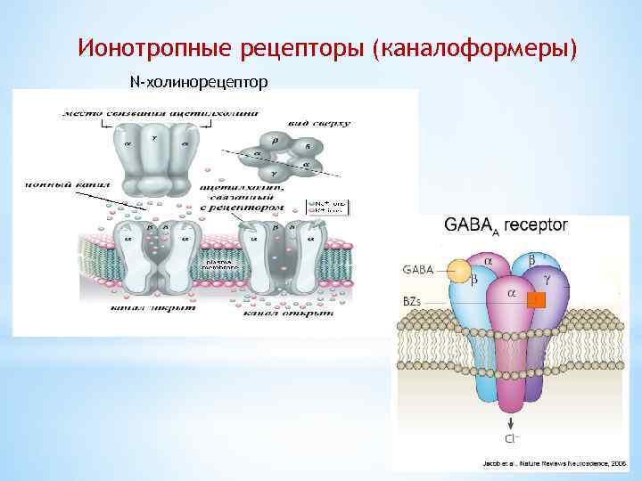 Ионотропные рецепторы (каналоформеры) N-холинорецептор 
