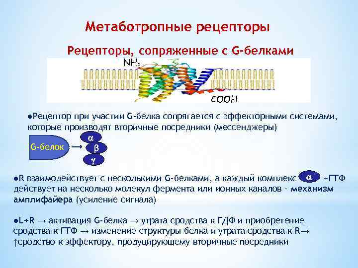 Метаботропные рецепторы Рецепторы, сопряженные с G-белками NH 2 СООН ●Рецептор при участии G-белка сопрягается