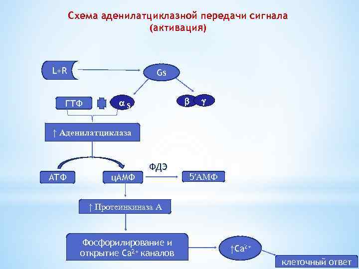 Аденилатциклазная система схема