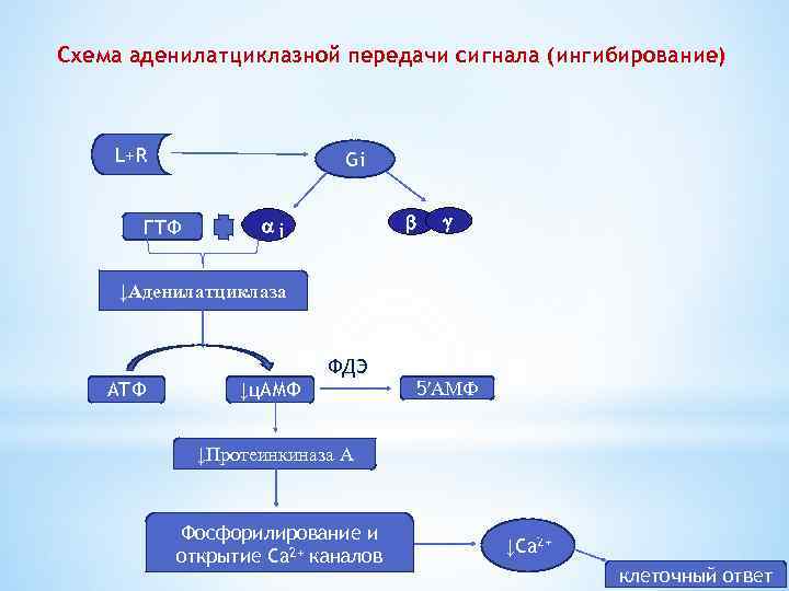 Аденилатциклазная система схема