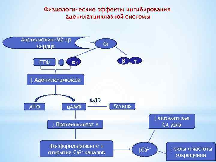 Аденилатциклазная система схема