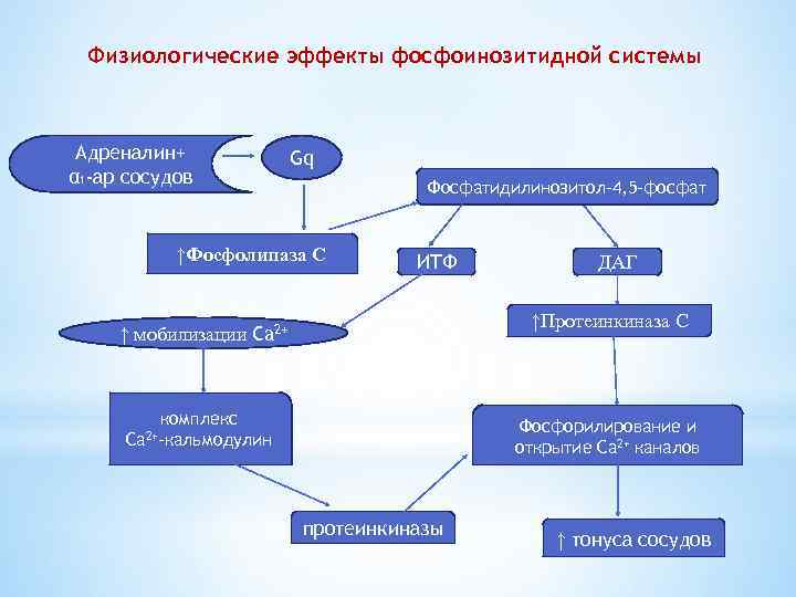 Физиологические эффекты фосфоинозитидной системы Адреналин+ α 1 -ар сосудов Gq Фосфатидилинозитол-4, 5 -фосфат ↑Фосфолипаза