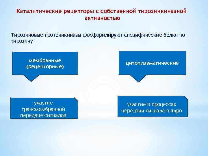 Каталитические рецепторы с собственной тирозинкиназной активностью Тирозиновые протеинкиназы фосфорилируют специфические белки по тирозину мембранные