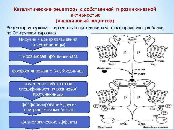 Схема рецептора инсулина