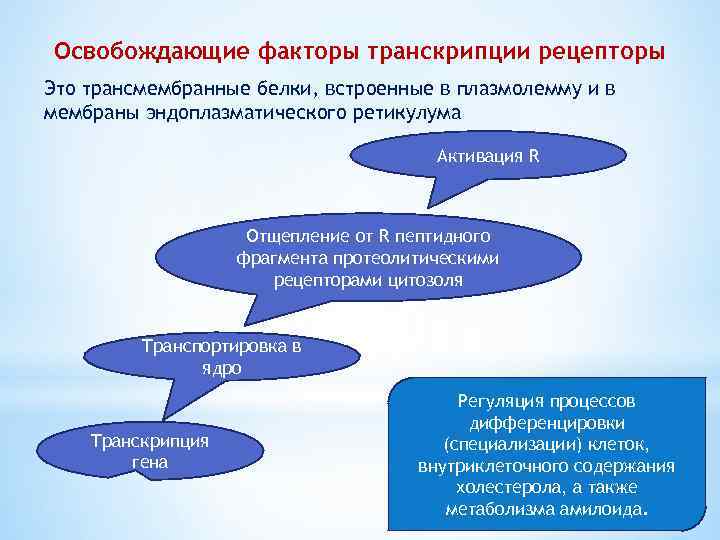 Освобождающие факторы транскрипции рецепторы Это трансмембранные белки, встроенные в плазмолемму и в мембраны эндоплазматического