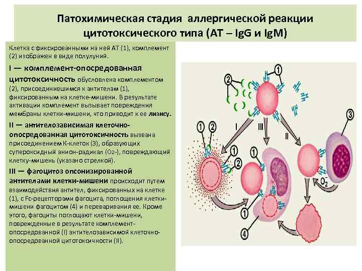 Патохимическая стадия аллергической реакции цитотоксического типа (АТ – Ig. G и Ig. M) Клетка