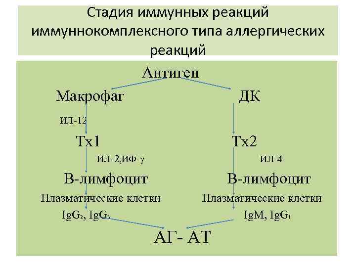 Стадия иммунных реакций иммуннокомплексного типа аллергических реакций Антиген Макрофаг ДК ИЛ-12 Тх1 Тх2 ИЛ-2,