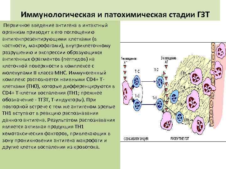 Иммунологическая и патохимическая стадии ГЗТ Первичное введение антигена в интактный организм приводит к его