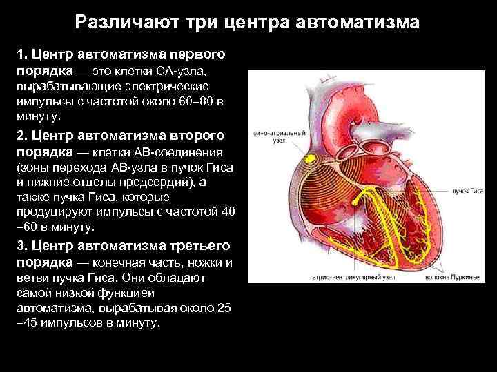 Различают три центра автоматизма 1. Центр автоматизма первого порядка — это клетки СА-узла, вырабатывающие