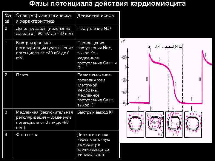 Фазы потенциала действия кардиомиоцита Фа за Электрофизиологическа я характеристика Движение ионов 0 Деполяризация (изменение