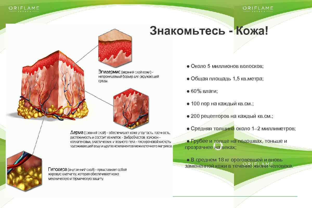 Знакомьтесь - Кожа! ● Около 5 миллионов волосков; ● Общая площадь 1, 5 кв.
