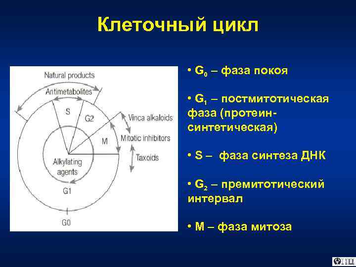 0 цикл. Клеточный цикл g0. G0 фаза митоза. Клеточный цикл схема g0. G0 период клеточного цикла.